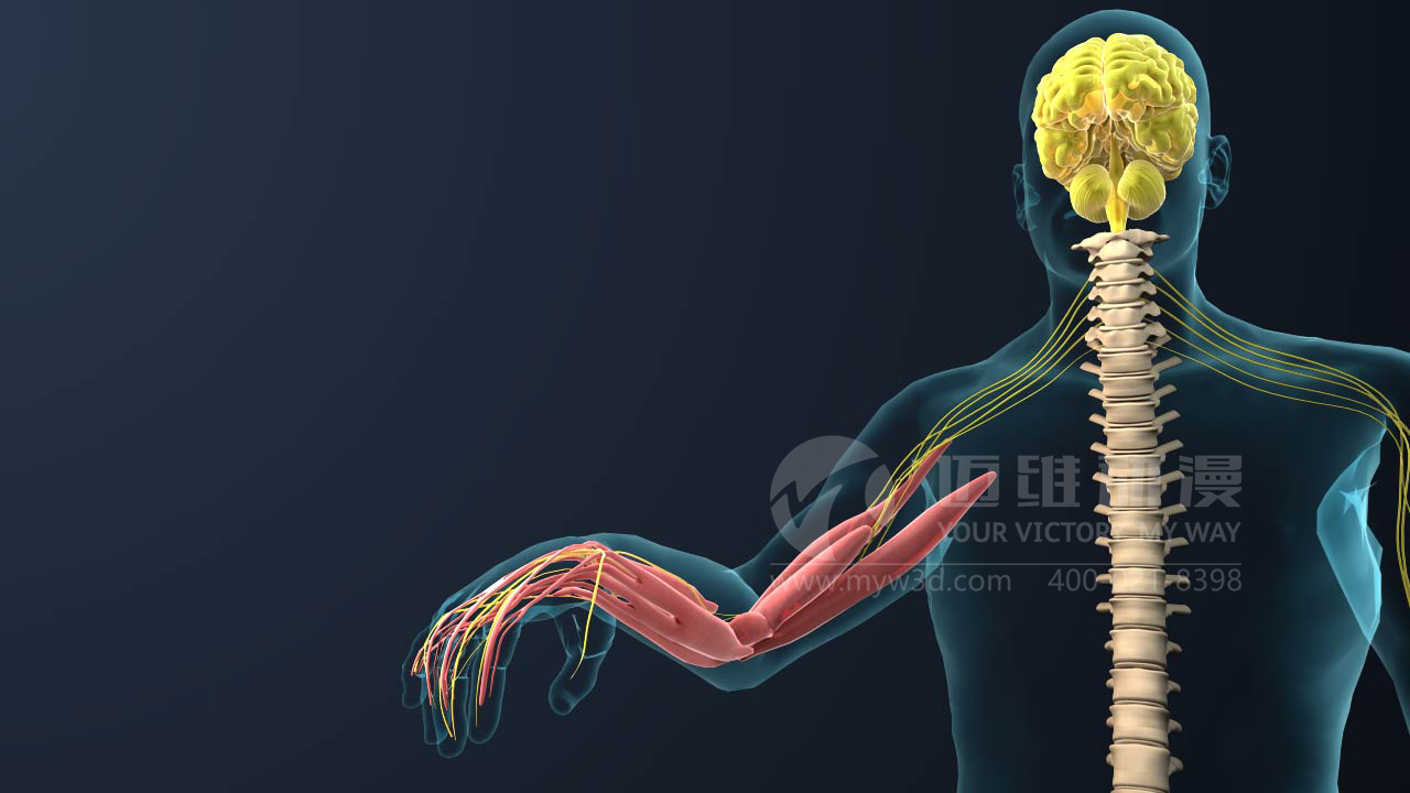 對(duì)于醫(yī)療三維動(dòng)畫(huà)你會(huì)怎么做？(圖1)